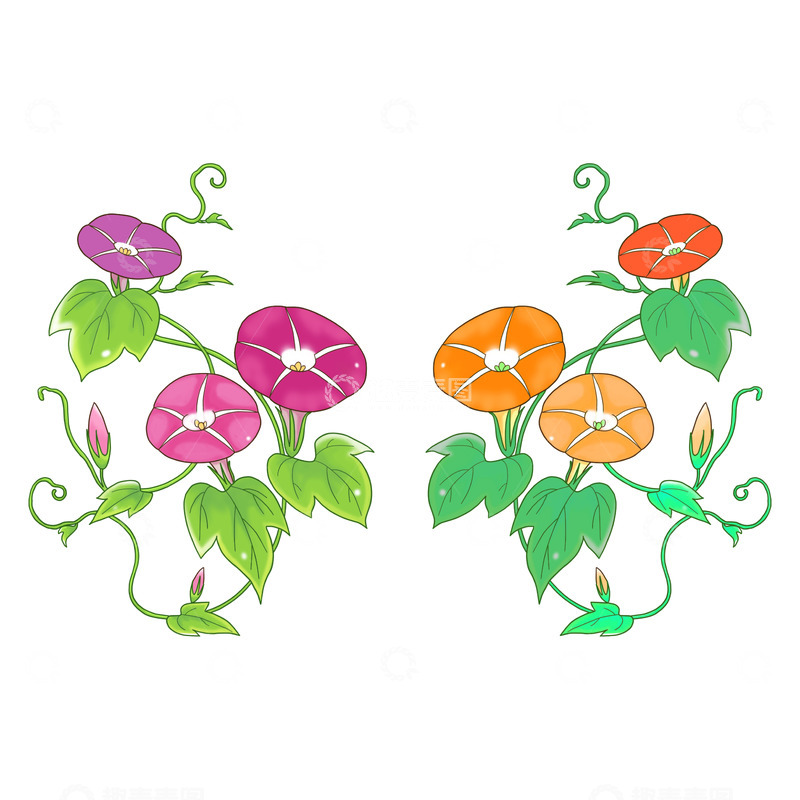 源文件下载【趣麦麦图】卡通手绘牵牛花植物元素