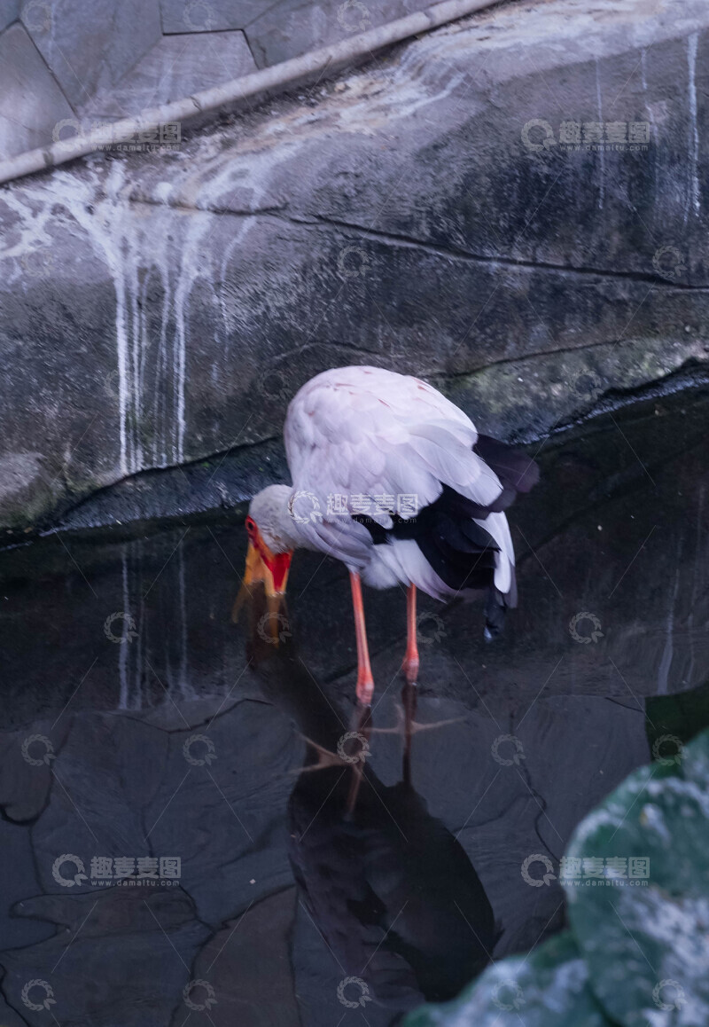 高清大图下载【趣麦麦图】黄嘴鹳水中觅食摄影