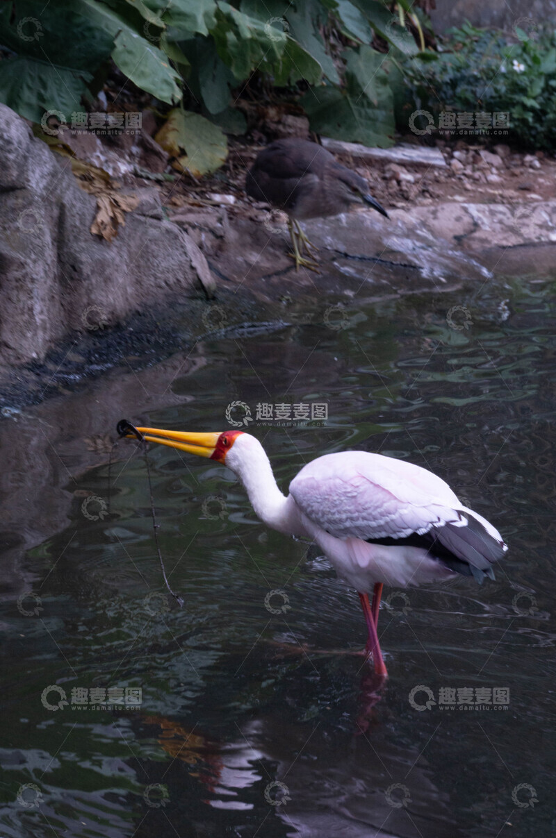 高清大图下载【趣麦麦图】黄嘴鹳水边觅食景像
