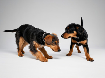 黑色宠物狗摄影