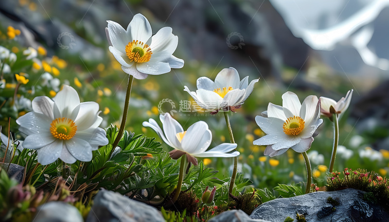 高清大图下载【趣麦麦图】白花小花石头
