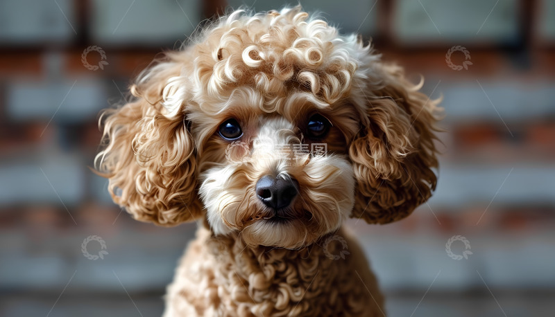 高清大图下载【趣麦麦图】小狗动物可爱