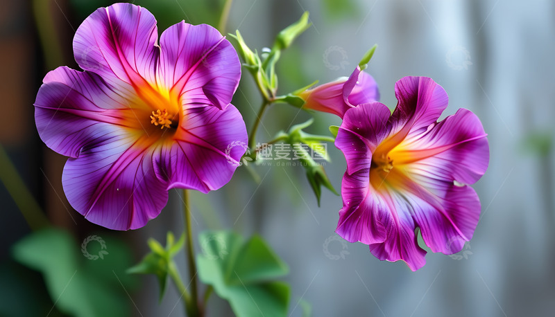 高清大图下载【趣麦麦图】花儿紫色花苞