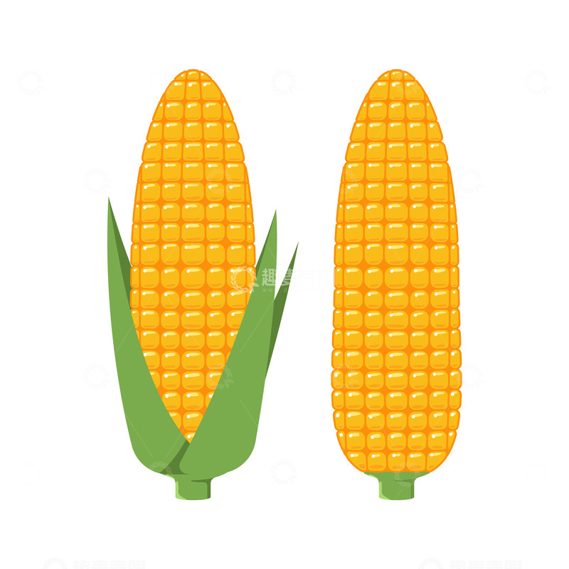 源文件下载【趣麦麦图】双玉米穗鲜明对比