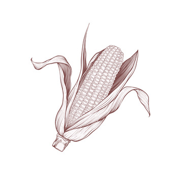 棕褐质感玉米手绘插画
