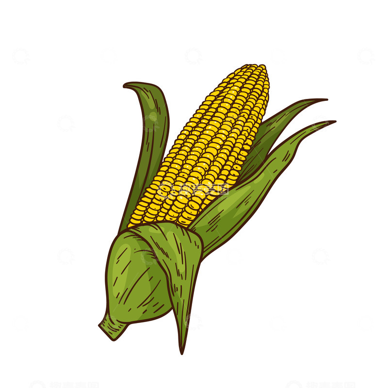 源文件下载【趣麦麦图】金黄色玉米穗丰收图