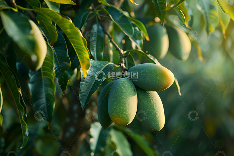 高清大图下载【趣麦麦图】青色的芒果特写