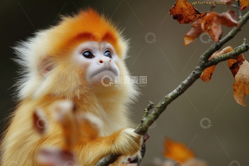 高清大图下载【趣麦麦图】金丝猴特写摄影