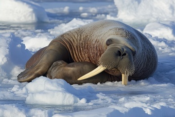 在冰面上睡觉的一只海象