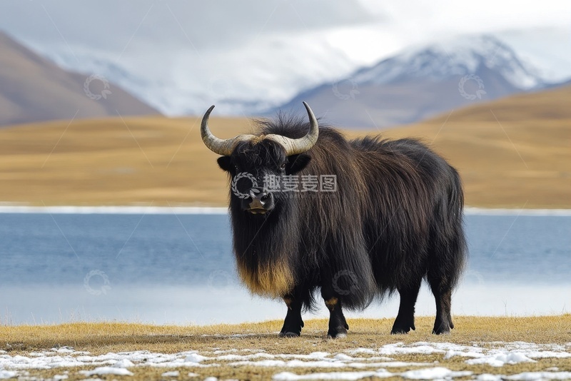 高清大图下载【趣麦麦图】湖泊边黑色的牦牛