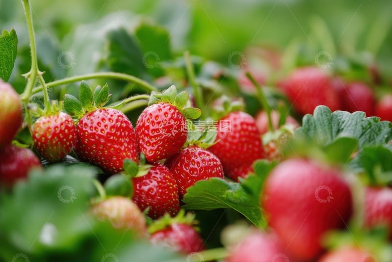 高清大图下载【趣麦麦图】草莓地里生长的草莓