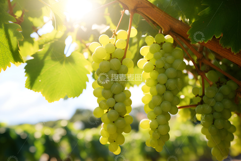 高清大图下载【趣麦麦图】新鲜的绿色葡萄