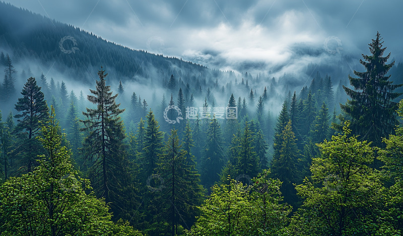 高清大图下载【趣麦麦图】原始森林摄影