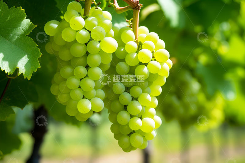 高清大图下载【趣麦麦图】葡萄园内的葡萄