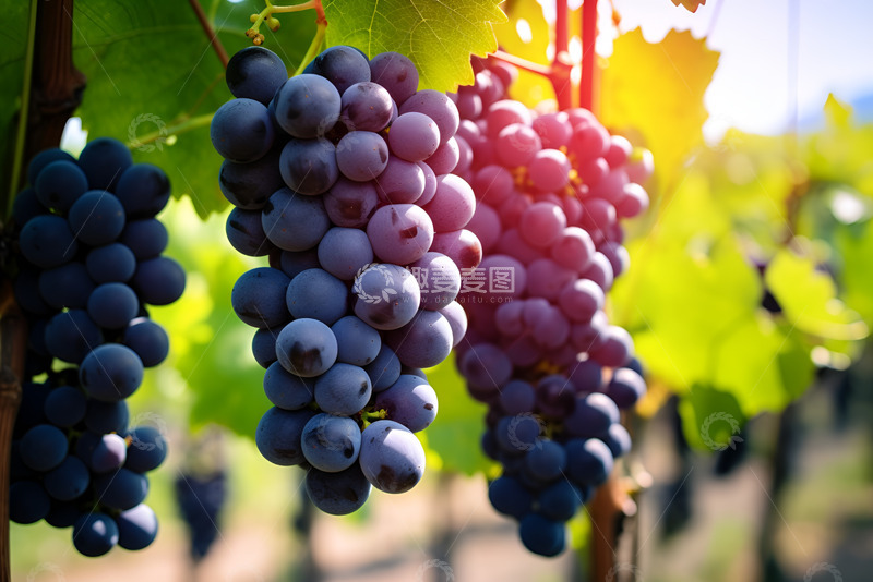 高清大图下载【趣麦麦图】葡萄园里紫色的葡萄