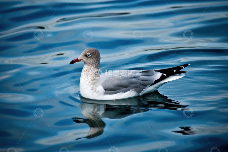 高清大图下载【趣麦麦图】海里漂浮的一只海鸥