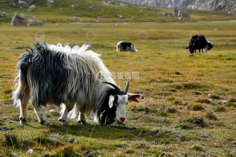 高清大图下载【趣麦麦图】草原上吃草的杂毛山羊