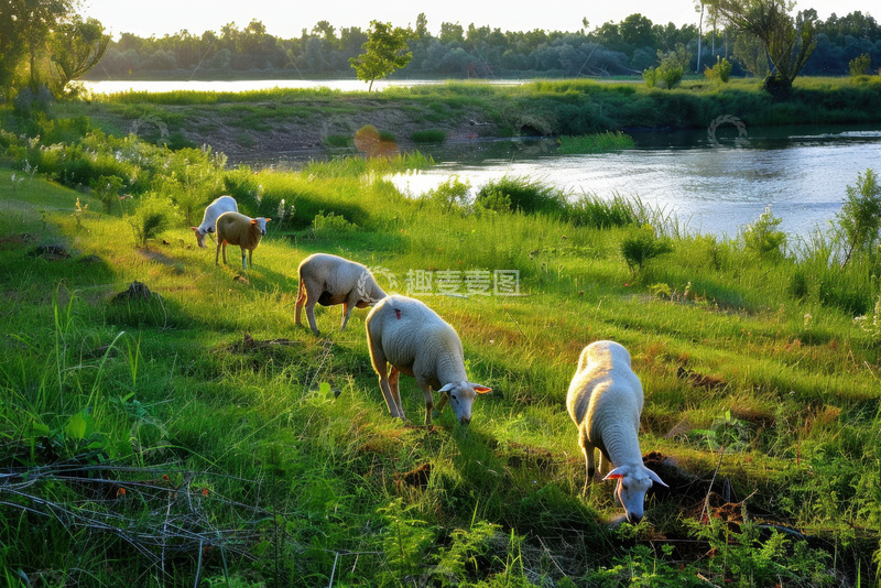 高清大图下载【趣麦麦图】湖边草地上吃草的绵羊