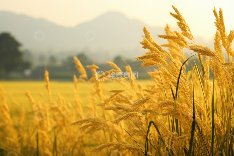 高清大图下载【趣麦麦图】秋季丰收的稻田