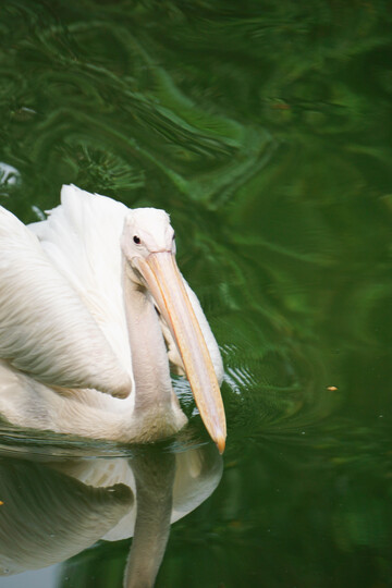 鹈鹕静卧水面上