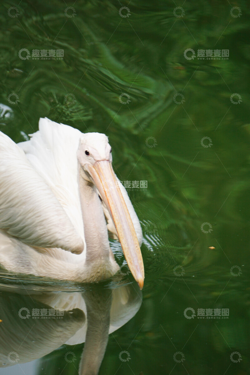 高清大图下载【趣麦麦图】鹈鹕静卧水面上