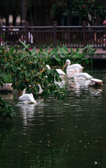宁静湖畔鹈鹕游
