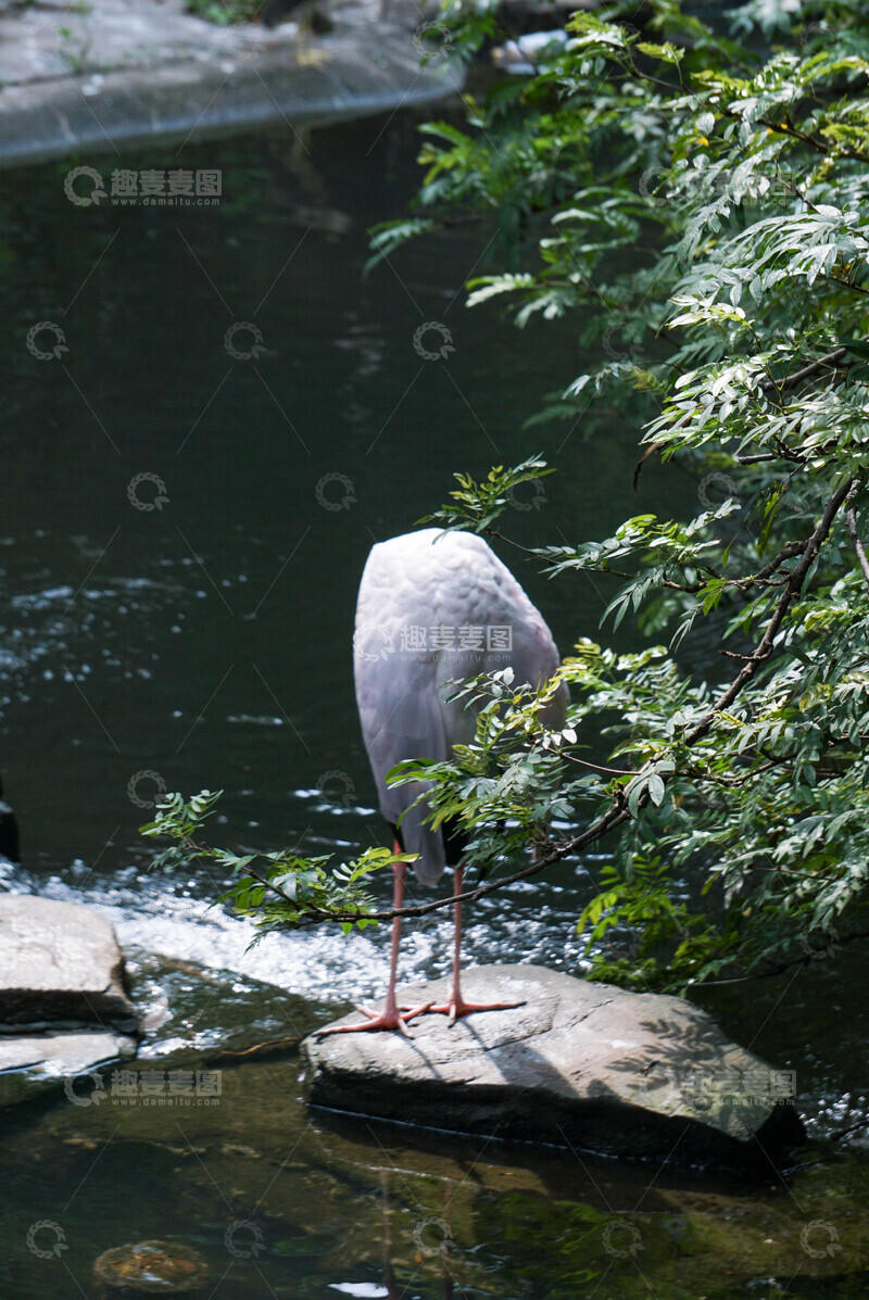高清大图下载【趣麦麦图】自然湿地鹮鹳站立背影摄影图