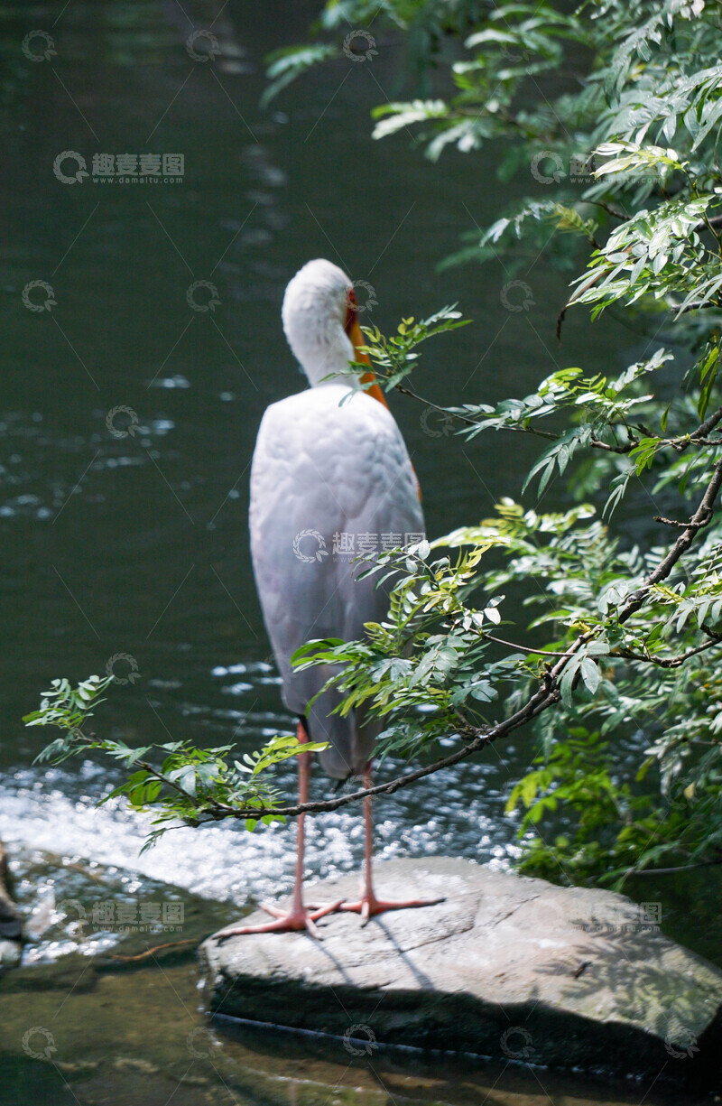 高清大图下载【趣麦麦图】鹳鸟依水站立绿荫间