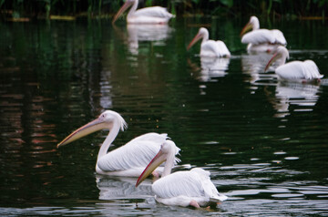 白鹈鹕湖中游弋