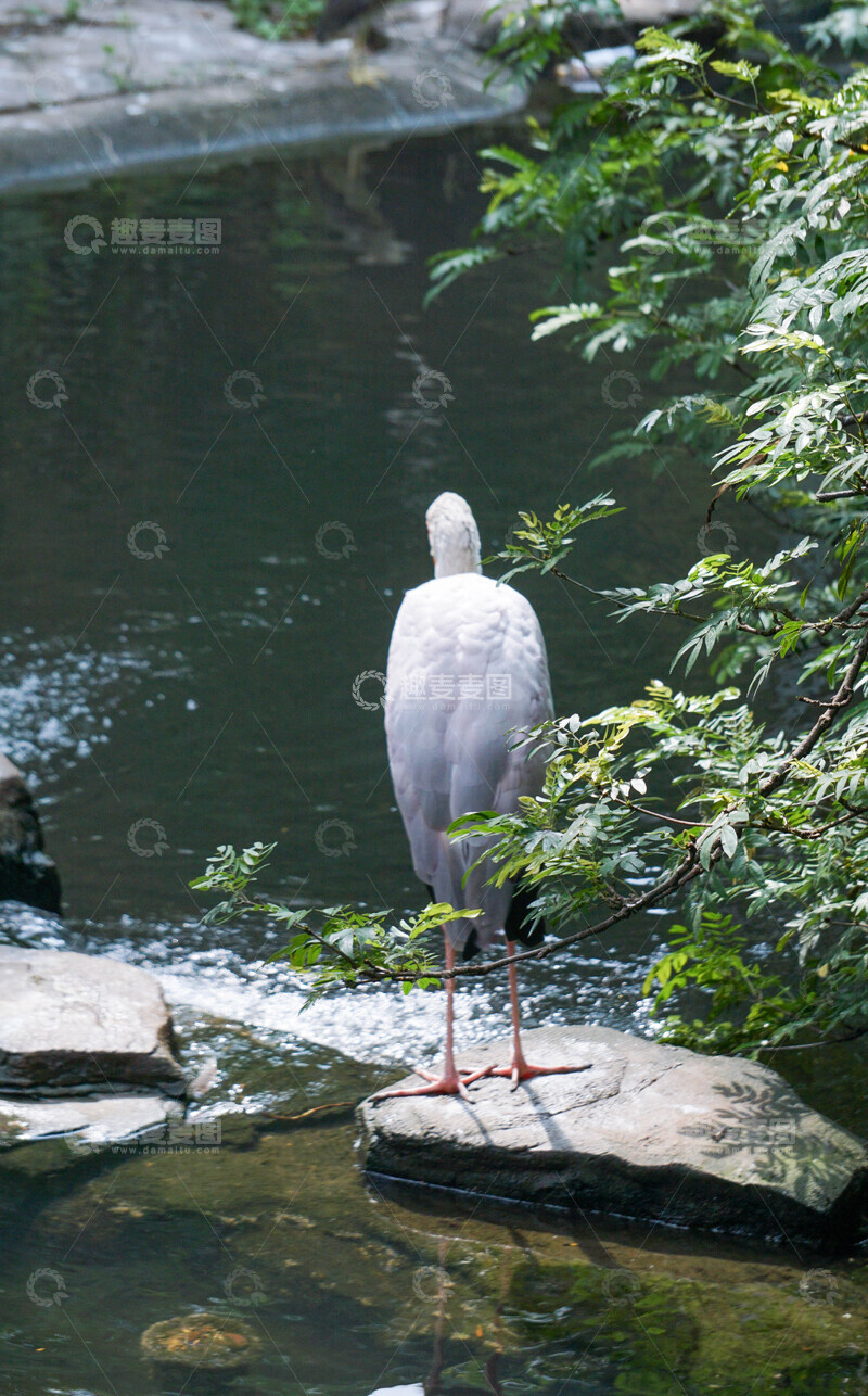 高清大图下载【趣麦麦图】白鹳湖畔绿意浓