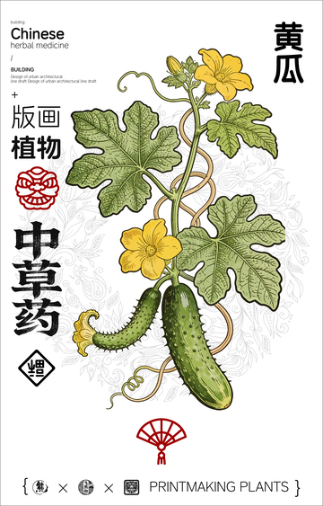 黄瓜中草药植物线稿版画线稿海报