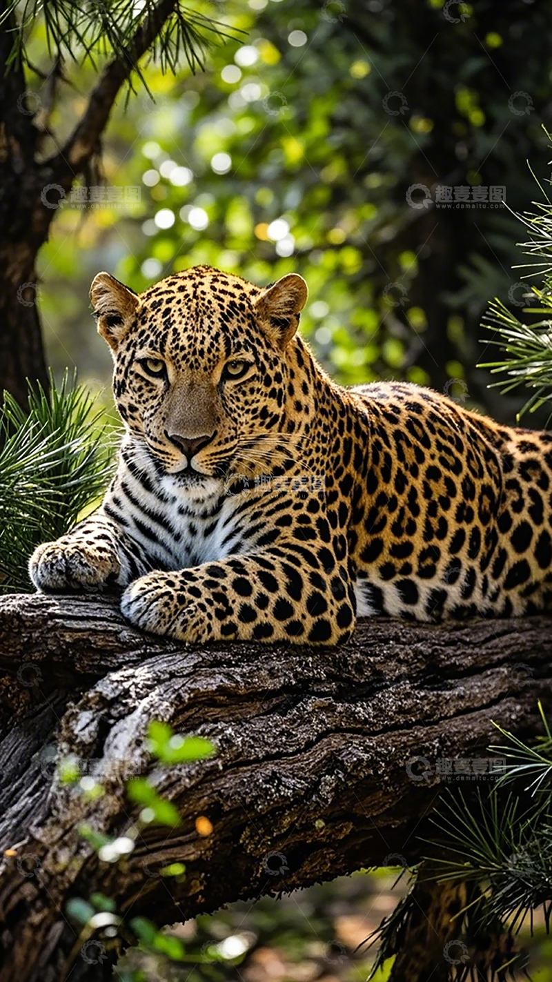 高清大图下载【趣麦麦图】森林花豹图片