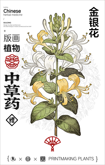 金银花中草药植物线稿版画线稿海报
