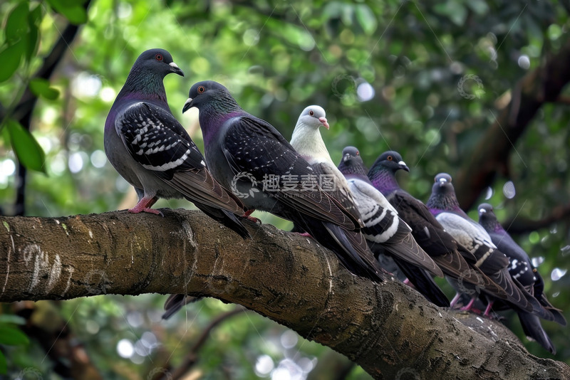 高清大图下载【趣麦麦图】站在树干上的一排鸽子