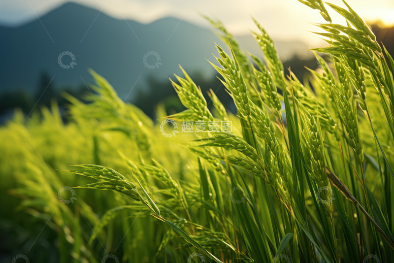 高清大图下载【趣麦麦图】青色的小麦田