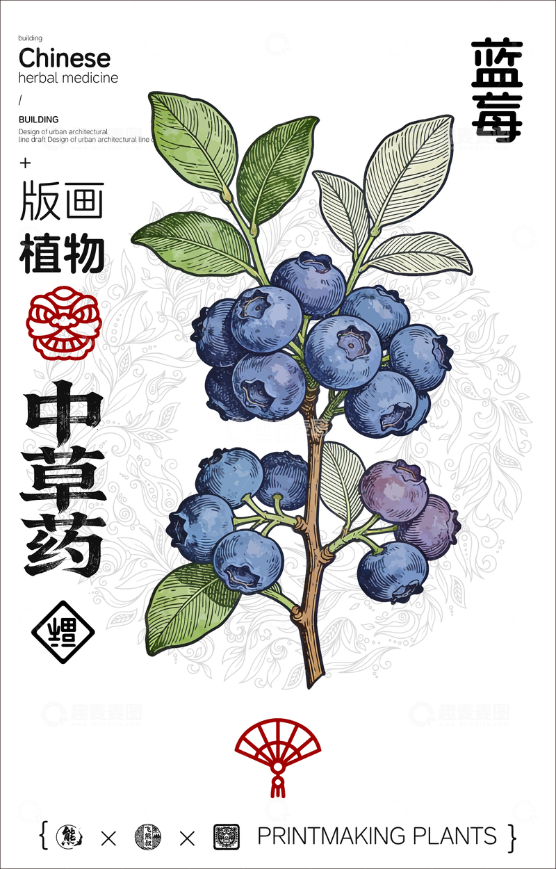 源文件下载【趣麦麦图】蓝莓中草药植物线稿版画线稿海报