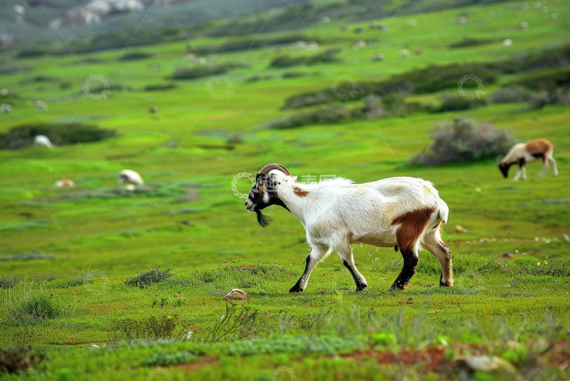高清大图下载【趣麦麦图】草地上行走的白山羊