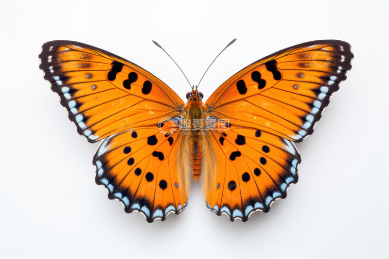 高清大图下载【趣麦麦图】一只展翅的橙色蝴蝶