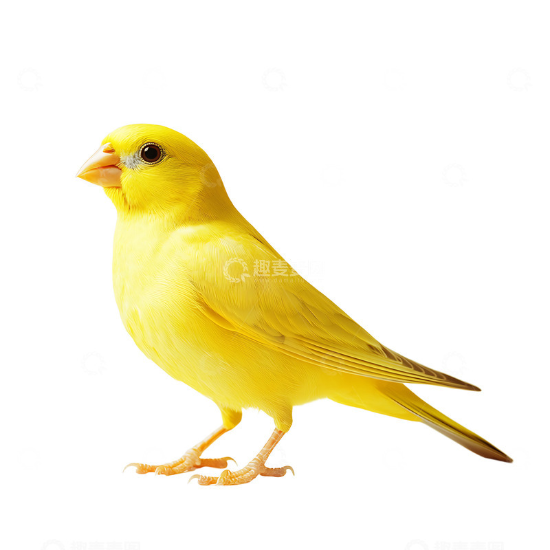 高清大图下载【趣麦麦图】可爱的金丝雀