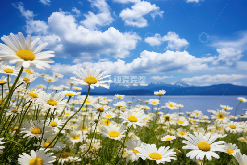 高清大图下载【趣麦麦图】白色雏菊花田美景