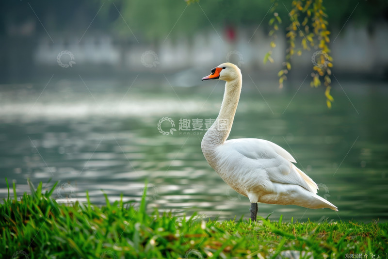 高清大图下载【趣麦麦图】站在湖边的一只大鹅