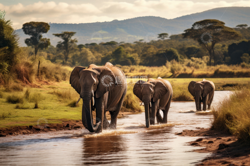 高清大图下载【趣麦麦图】过河的大象一家