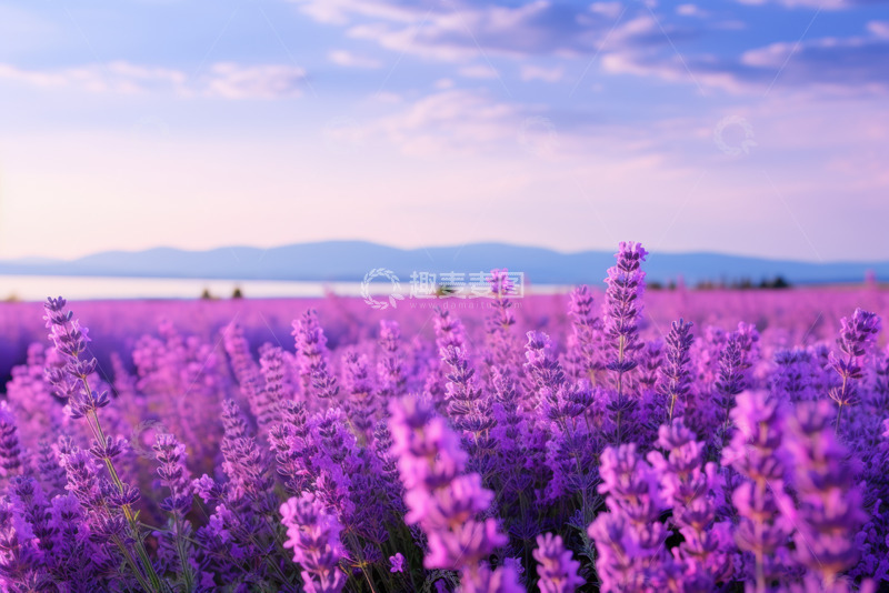高清大图下载【趣麦麦图】紫色薰衣草花田