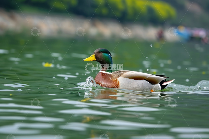 高清大图下载【趣麦麦图】湖里游泳的一只野鸭