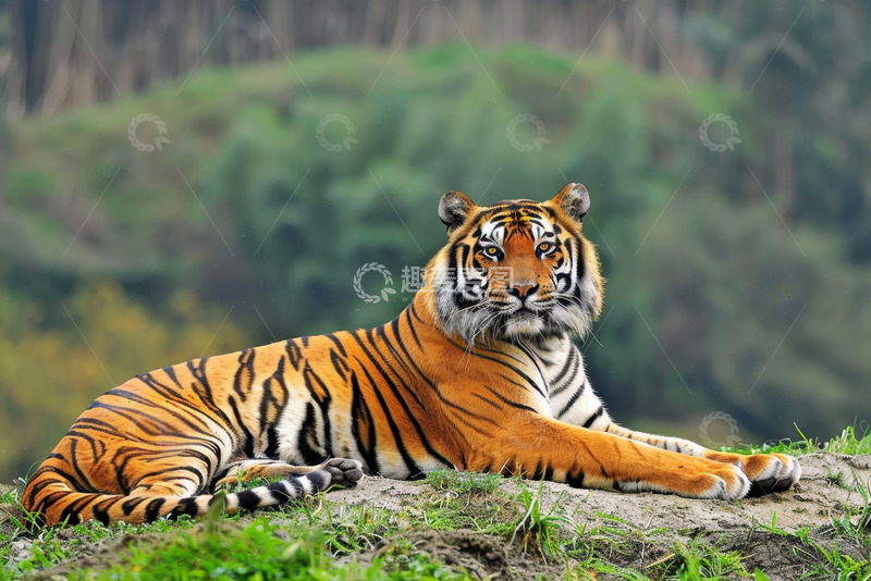 高清大图下载【趣麦麦图】趴在地上的一只老虎
