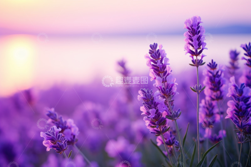 高清大图下载【趣麦麦图】薰衣草花田花朵