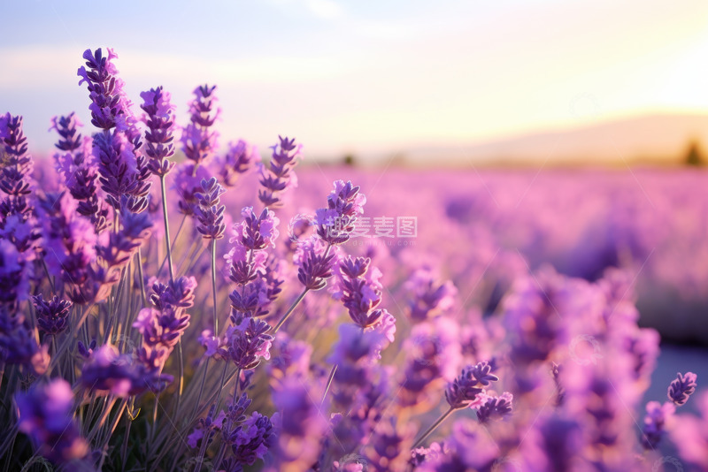 高清大图下载【趣麦麦图】薰衣草花田特写