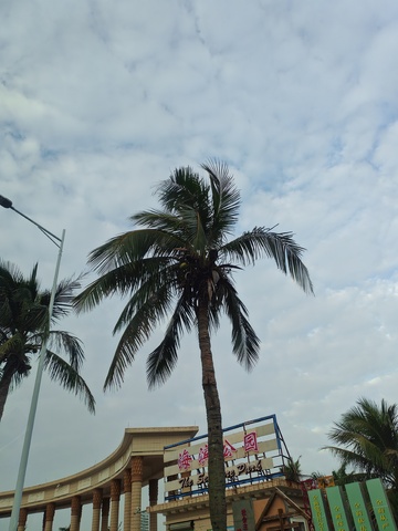 椰树公园景观