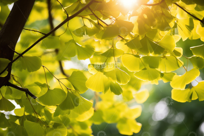 高清大图下载【趣麦麦图】银杏树叶透光摄影