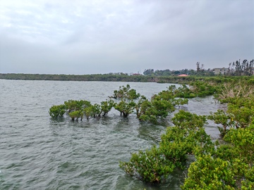 湿地红树林风光